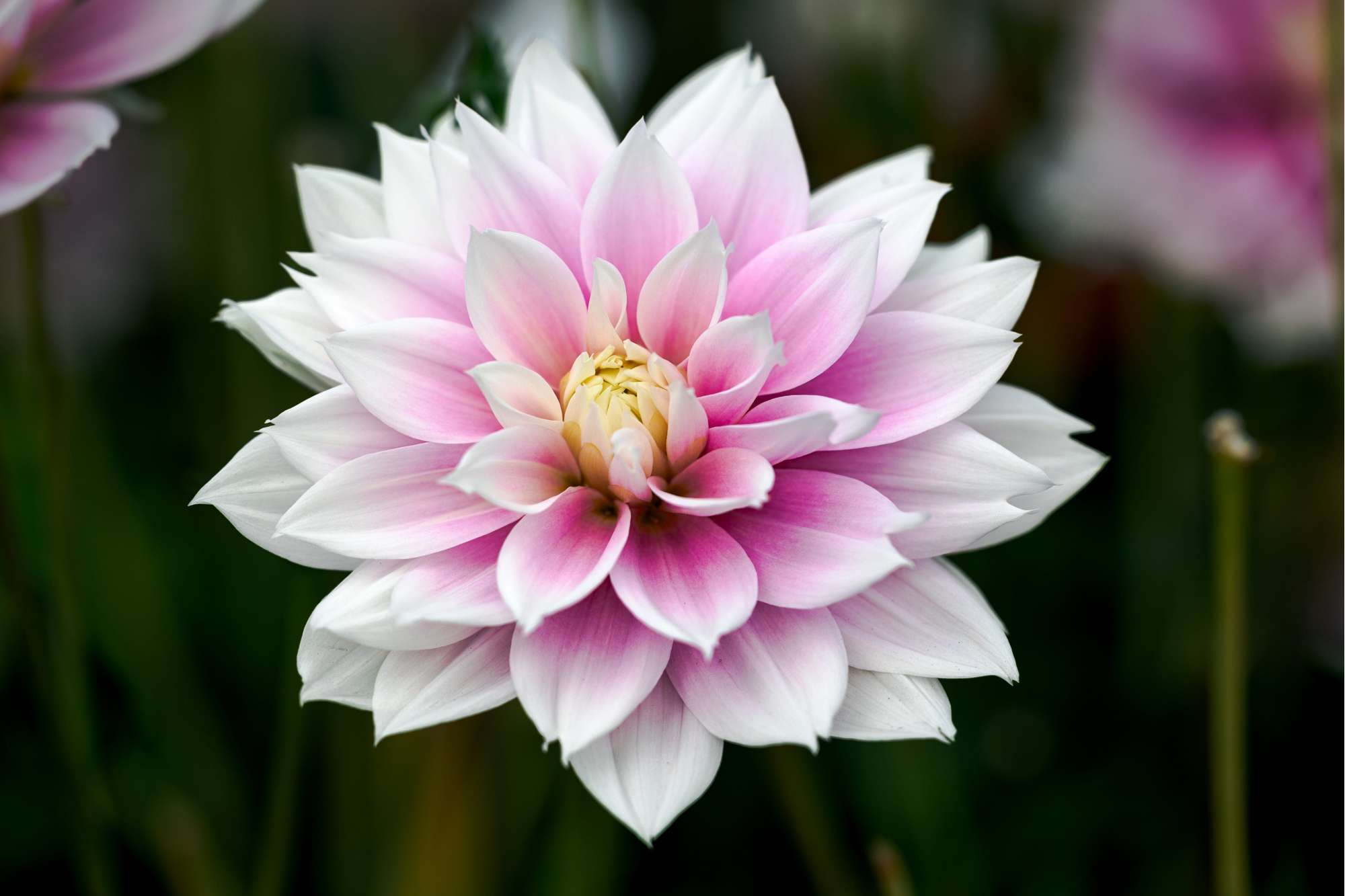 Dahlia 'Evanah'
